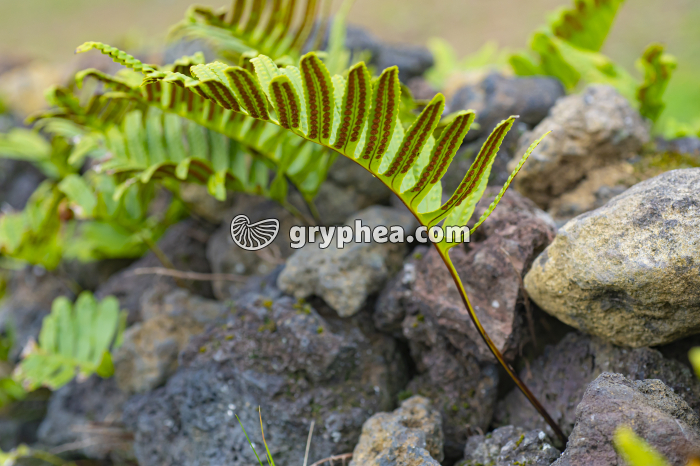 Polypode des Açores (Polypodium azoricum)  - gryphea.com